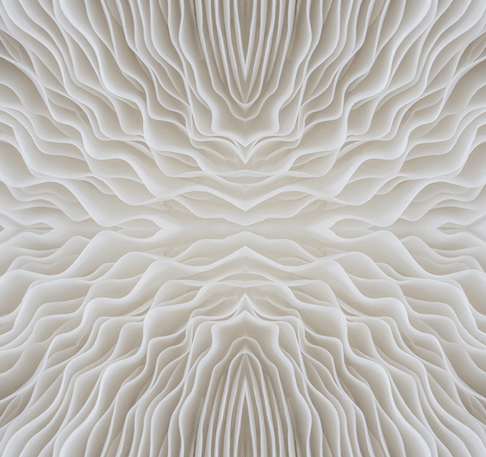 abstract background macro image of Sajor-caju Mushroom