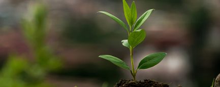 Na-transformação-da-semente-está-uma-das-razões-de-sua-existência