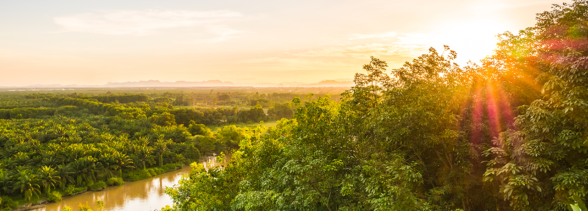 Peabiru-header