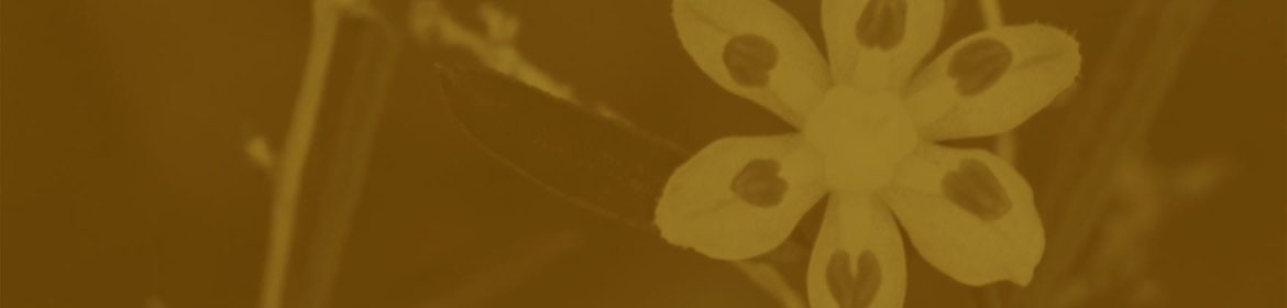 cvsm_bem_no_inicio_da_civilizacao_cultivavam_o_eu_maior_header_desktop