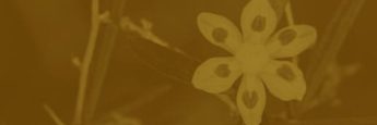 cvsm_bem_no_inicio_da_civilizacao_cultivavam_o_eu_maior_header_mobile