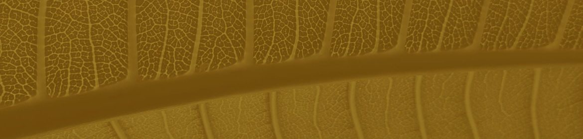 cvsm_essa_e_uma_hora_dedicada_a_um_outro_corpo_o_corpo_mental_header_desktop cvsm_essa_e_uma_hora_dedicada_a_um_outro_corpo_o_corpo_mental_header_desktop