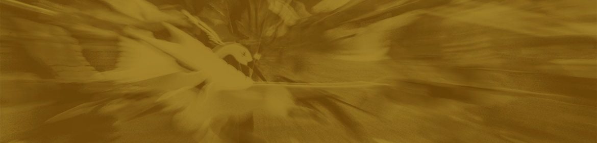 cvsm_ilusao_dos_sentidos_header_desktop cvsm_ilusao_dos_sentidos_header_desktop