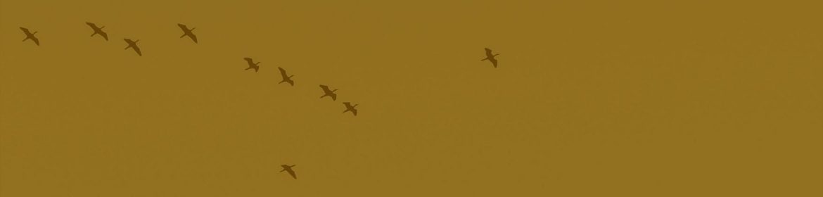 cvsm_iniciamos_1981_header_desktop cvsm_iniciamos_1981_header_desktop