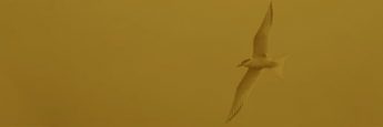 cvsm_muitas_fatalidades_acontecem__header_mobile cvsm_muitas_fatalidades_acontecem__header_mobile