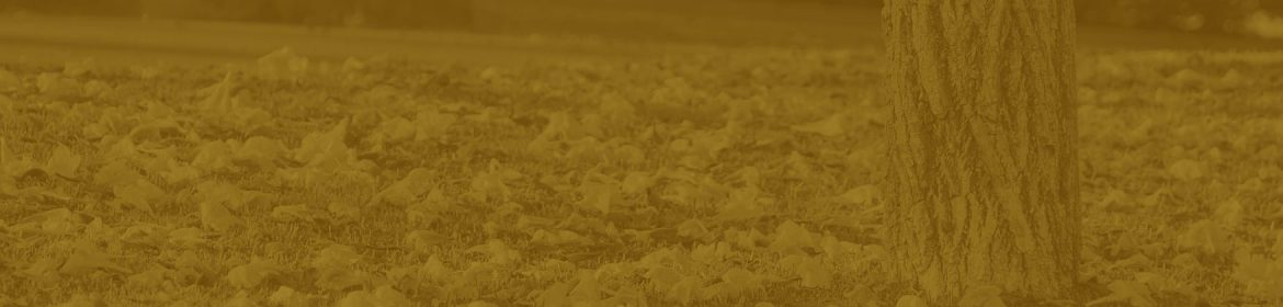 cvsm_outuno_header_desktop cvsm_outuno_header_desktop