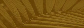 cvsm_temos_observado_um_comportamento_header_mobile