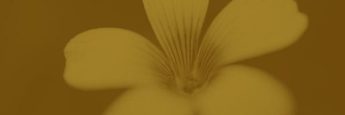 cvsm_viajar_serve_para_verificar_como_estao_as_coisas_header_mobile