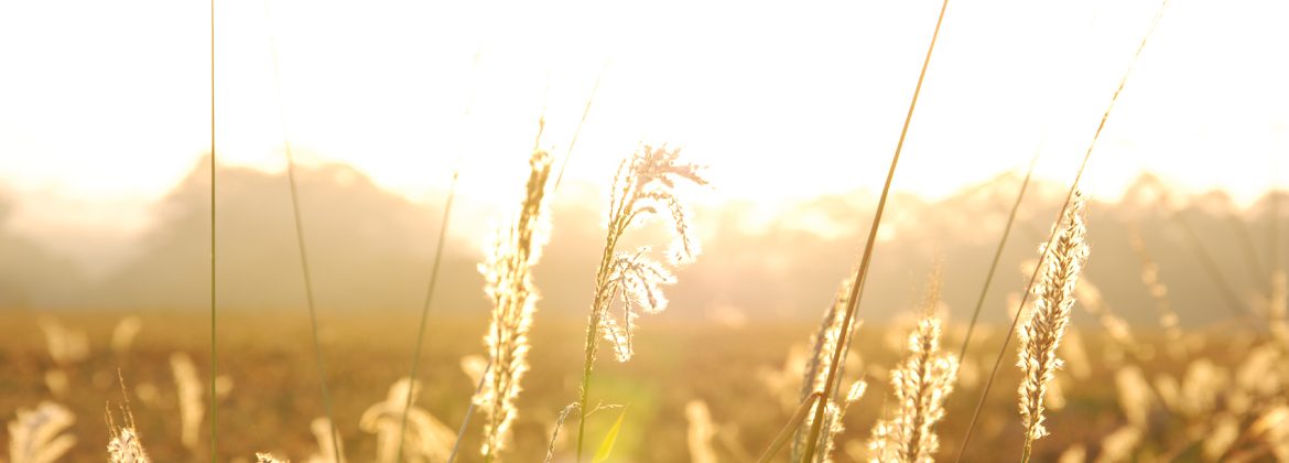 iluminar-header iluminar-header